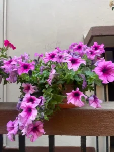 Petunias