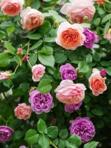 Roses