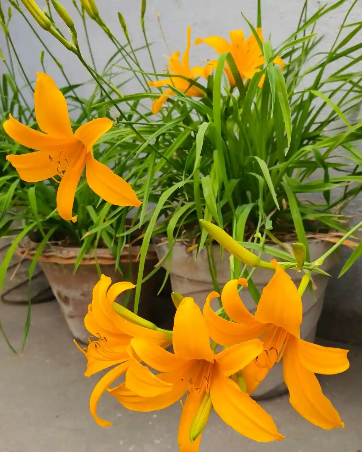 How to Grow Daylily: Easy Planting & Care Guide