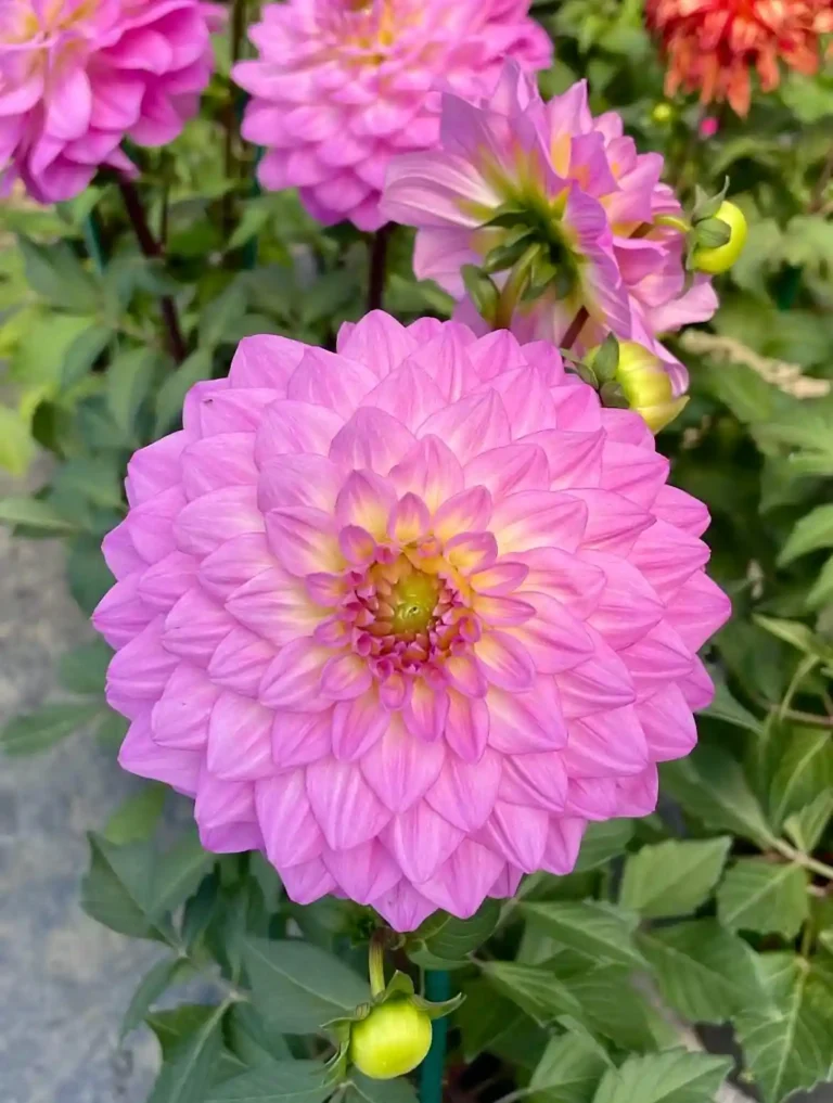 How to Grow Dahlias: Complete Guide 