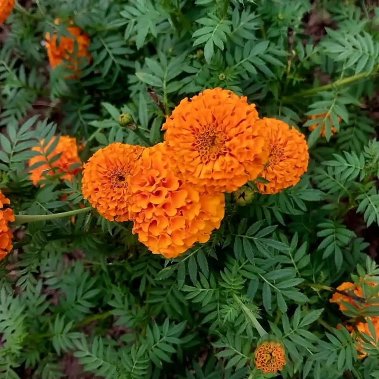 How to Grow Marigolds: Easy Planting & Care Guide