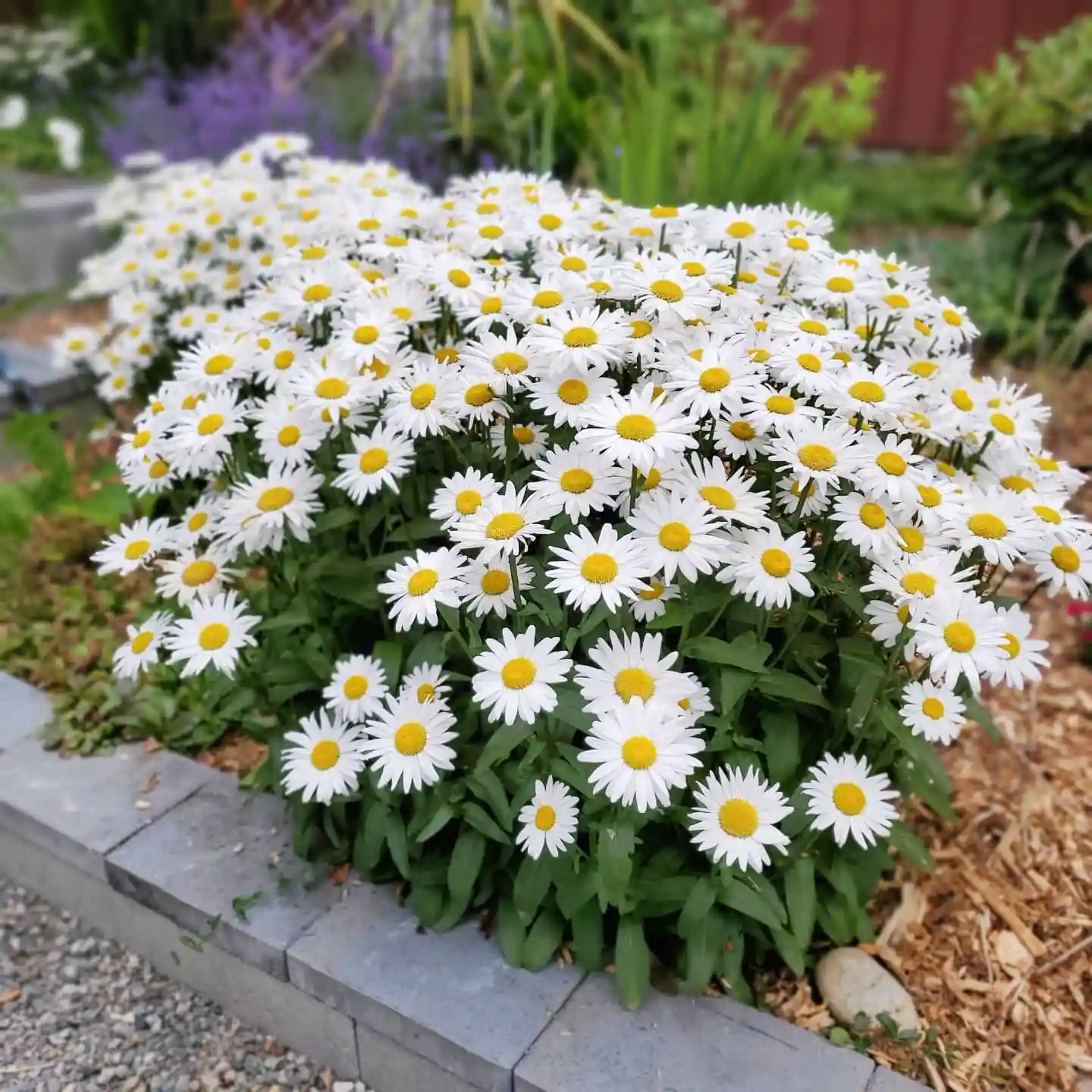 How to Grow Shasta Daisy: Easy Care Guide