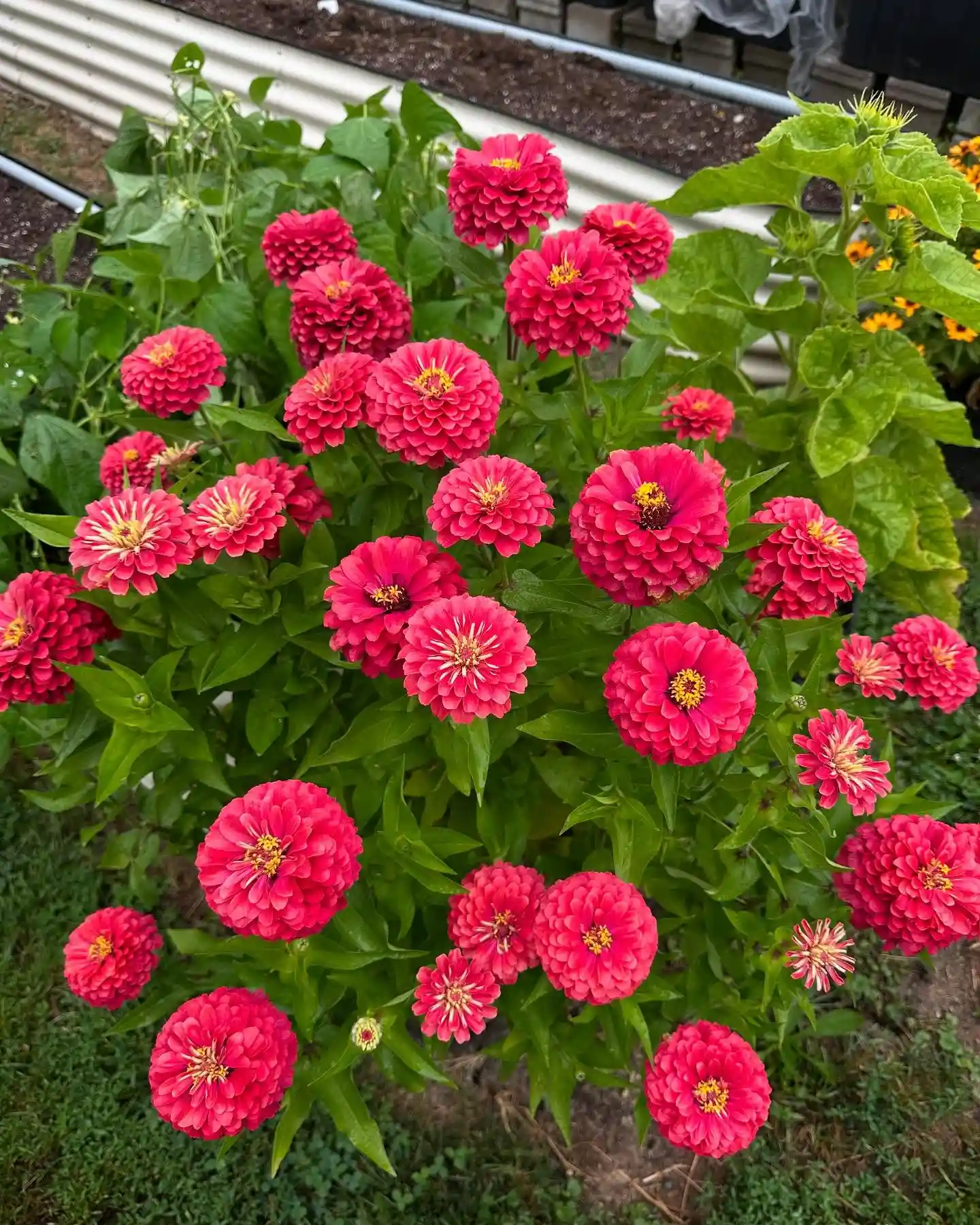 Zinnias