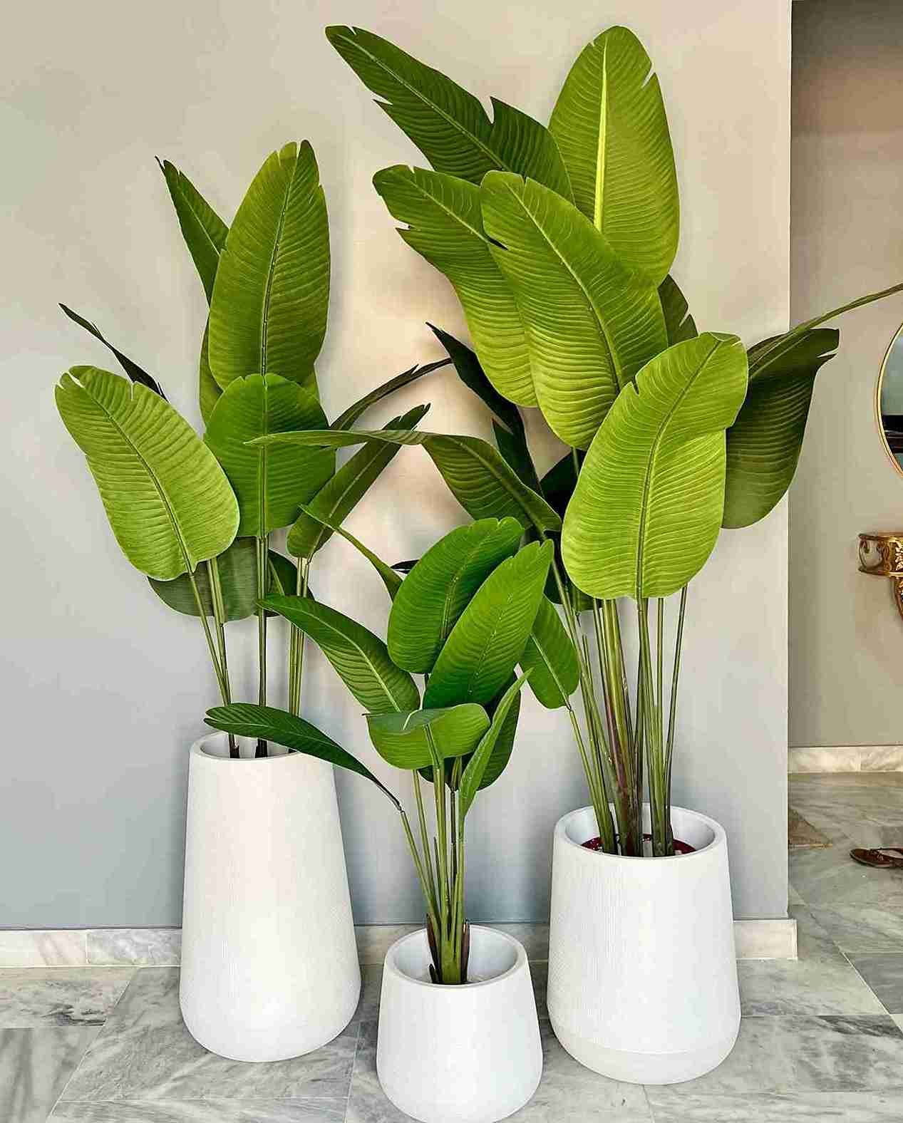 25 Pet Safe Houseplants That Won’t Harm Your Cats or Dogs