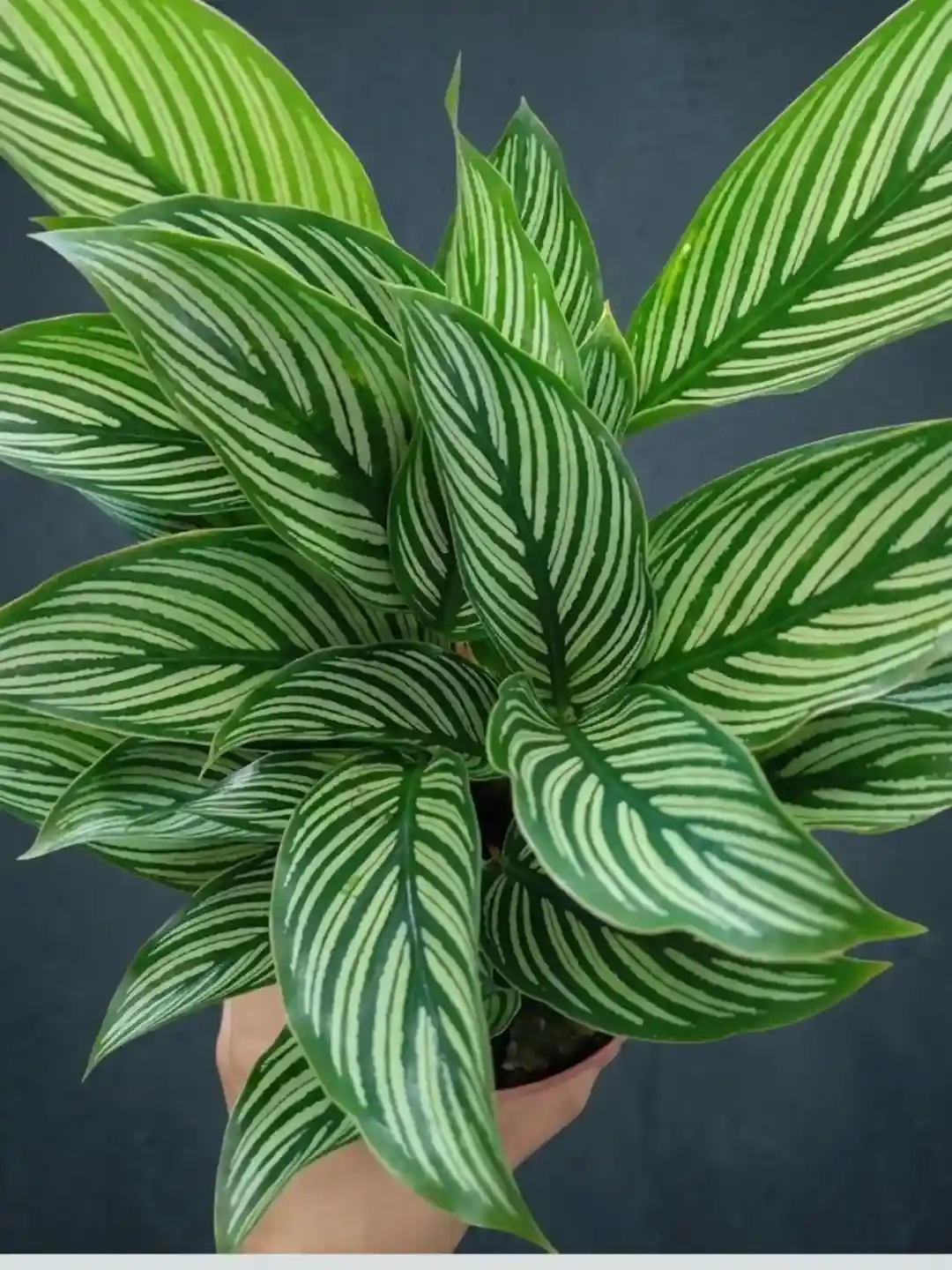30 Calathea Varieties to grow indoor