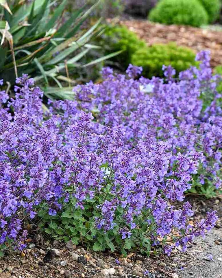 How to Grow Catmint: Care Guide