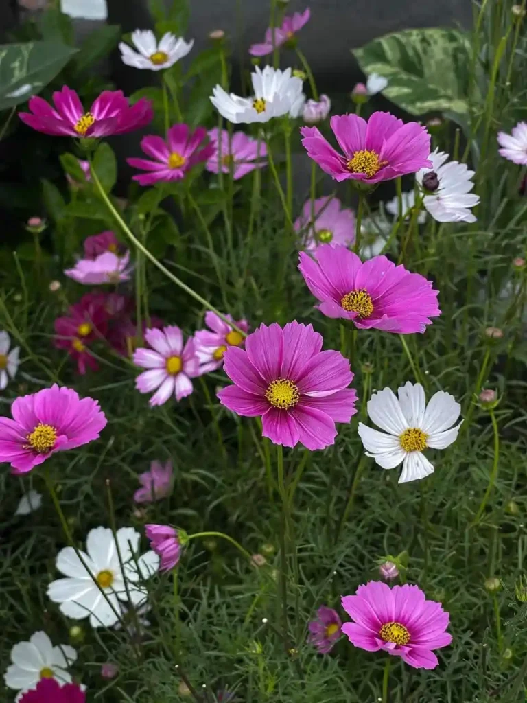 How to Grow Cosmos: Care Guide