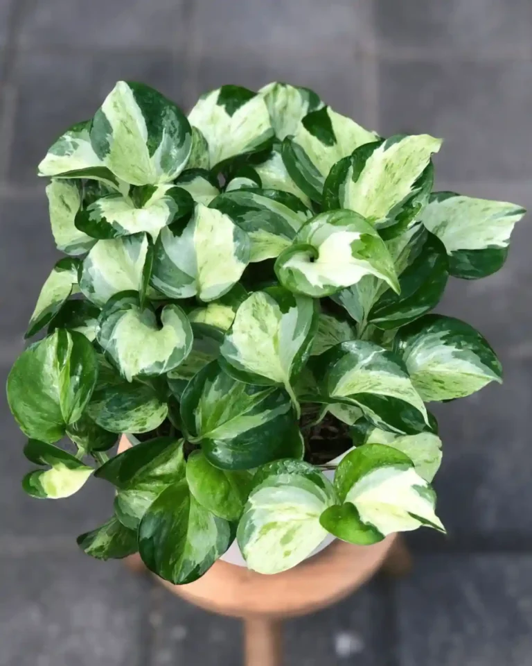 20 Pothos Varieties Worth Growing at Home