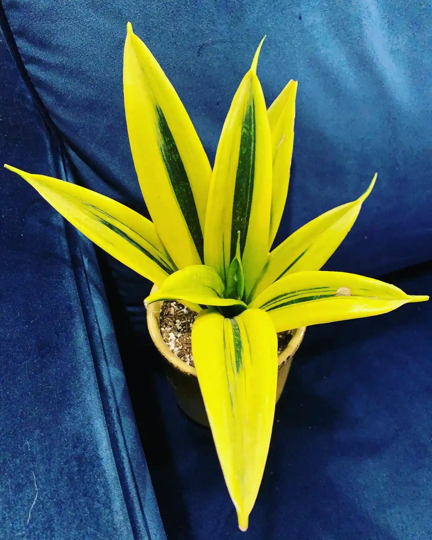 20 Snake Plant Varieties Worth Growing at Home