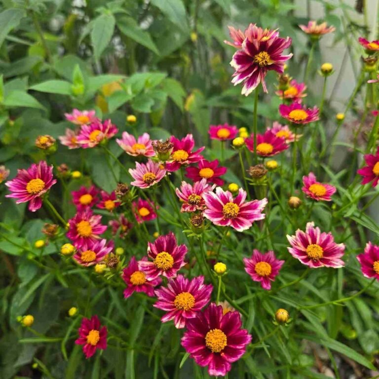 How to Grow Coreopsis: Complete Care Guide