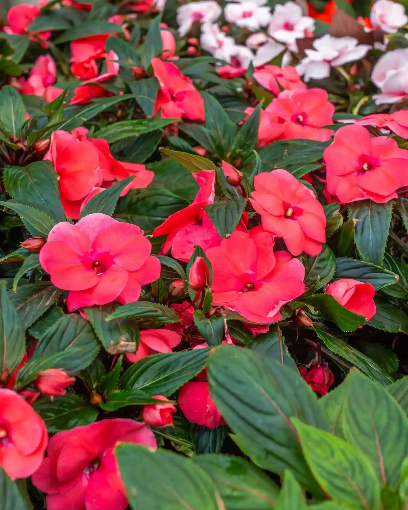 Impatiens