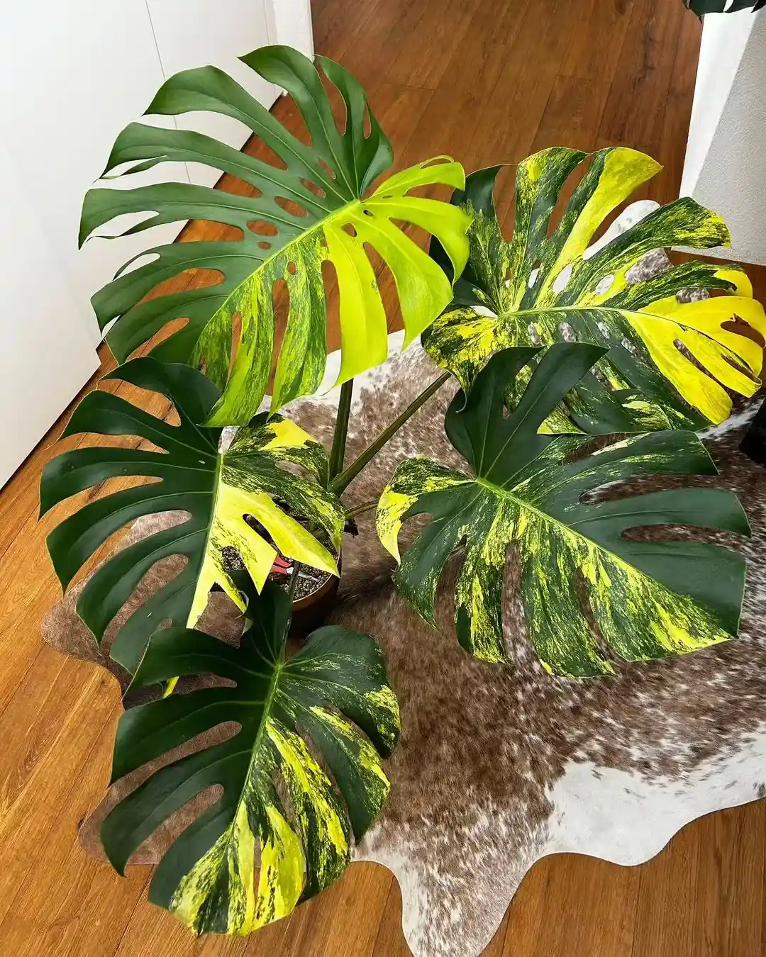 15 Monstera Types Worth Growing at Home