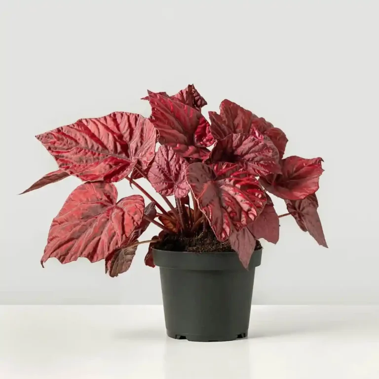 21 Low Light Houseplants for Rooms