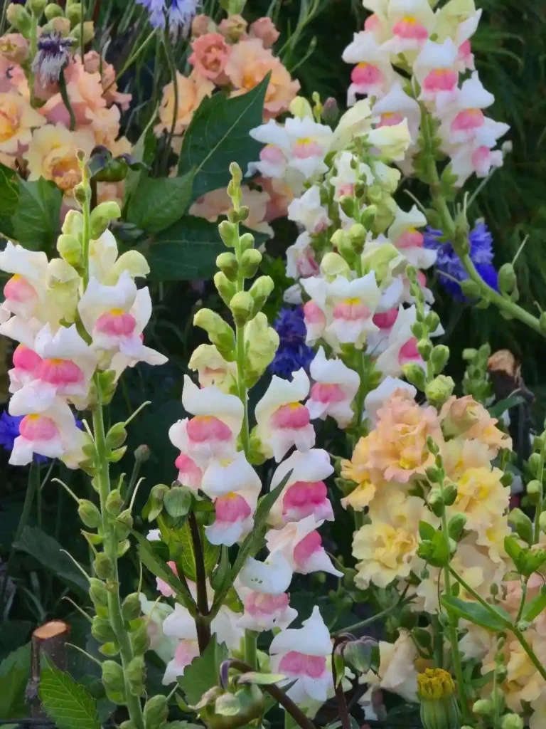 Snapdragons