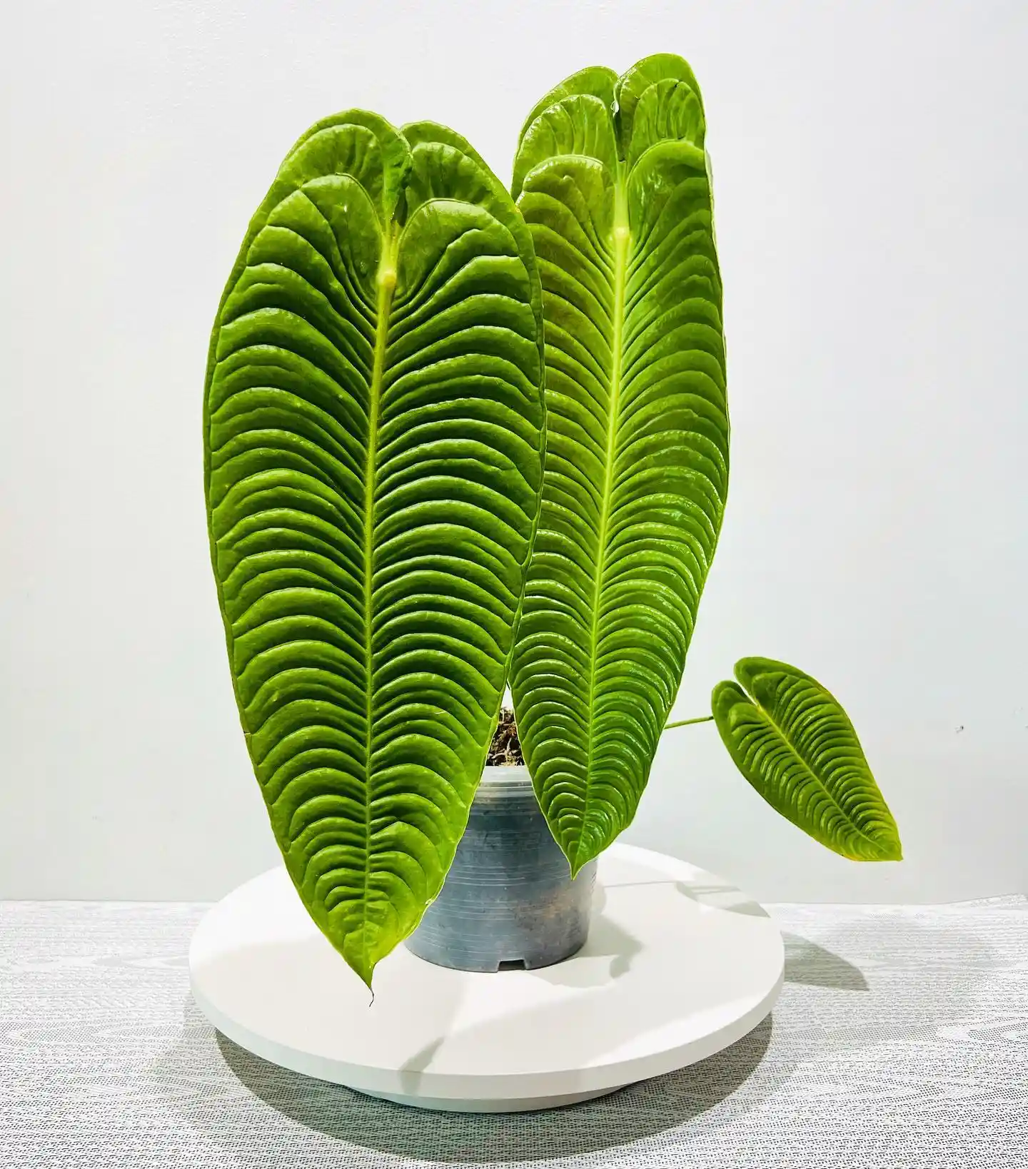 30 Rare House Plants Worth Adding to Your Collection