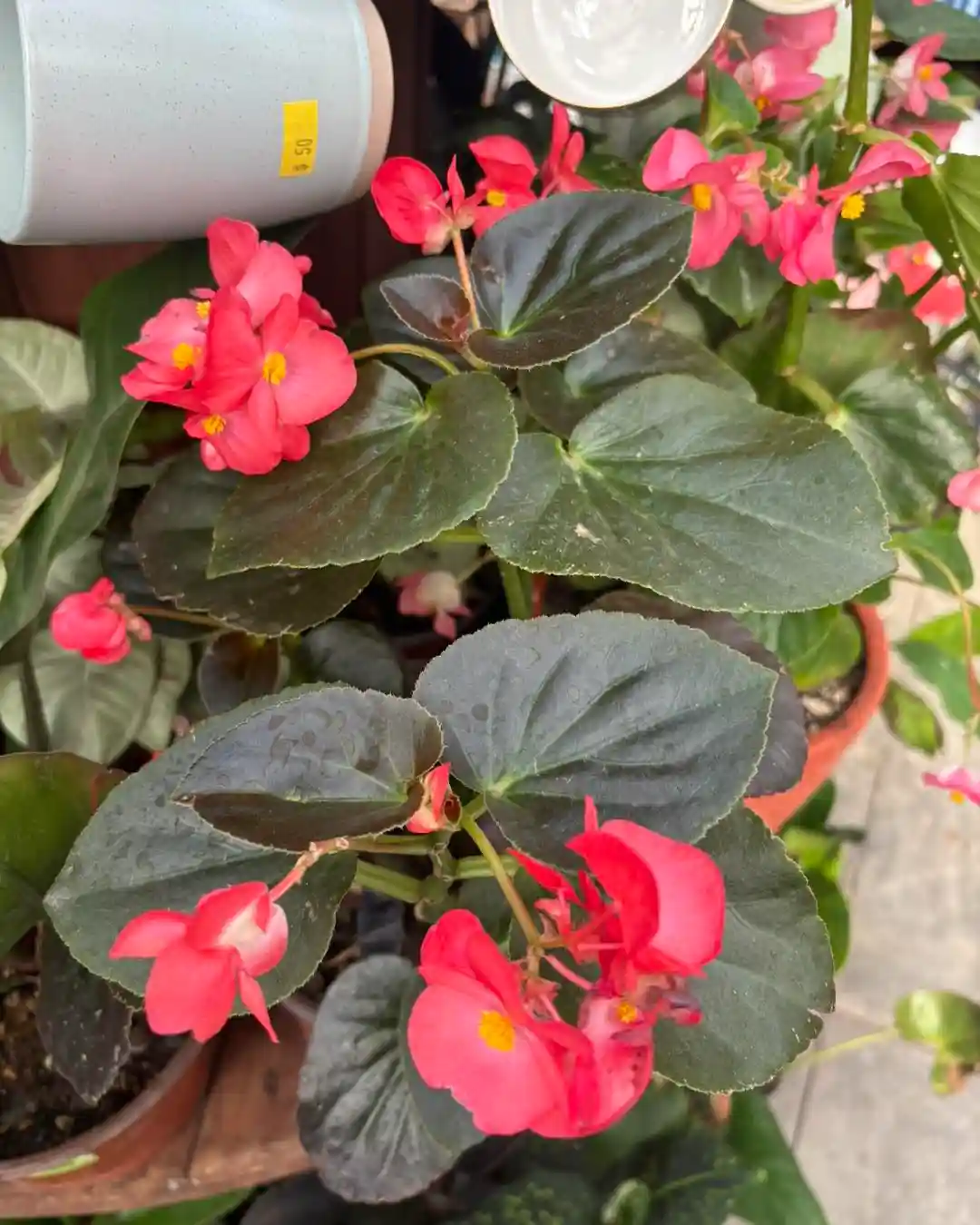 Begonias
