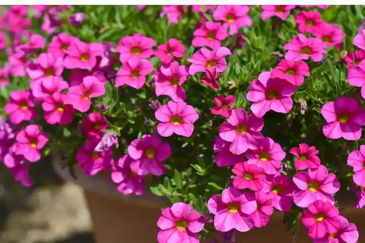 How to Grow Calibrachoa: A Complete Planting and Care Guide