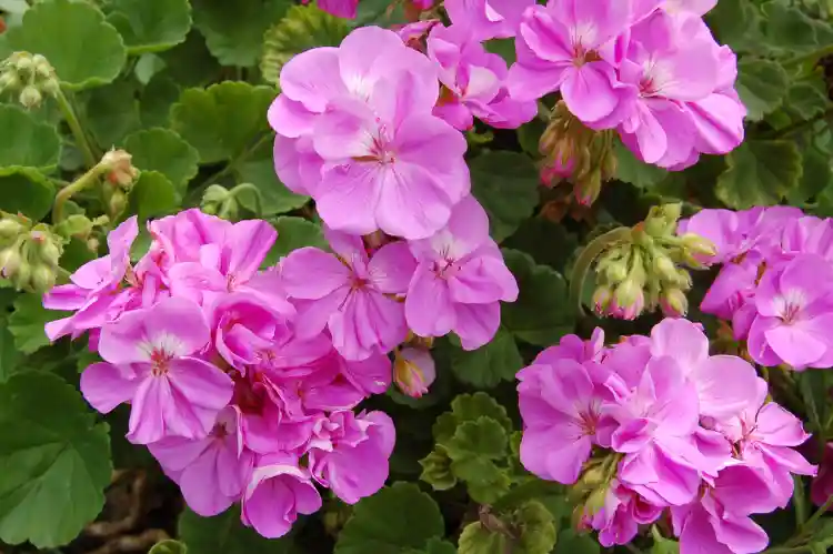 How to Grow Geraniums: A Complete Planting and Care Guide
