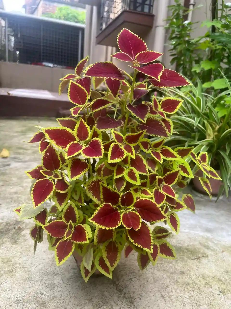 How to Grow Coleus