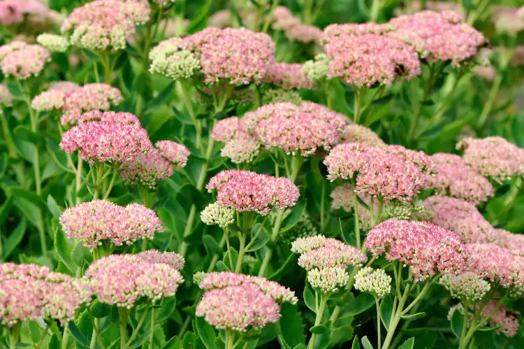 How to Grow Sedum: A Complete Planting and Care Guide