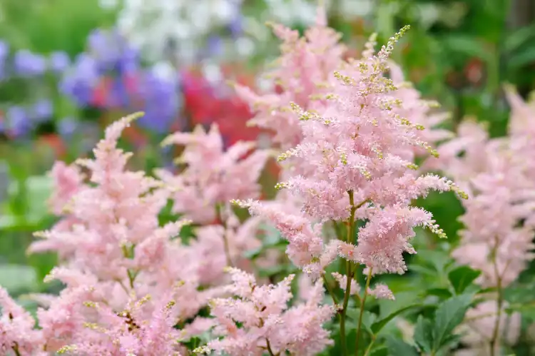 How to Grow Astilbe: A Complete Planting and Care Guide