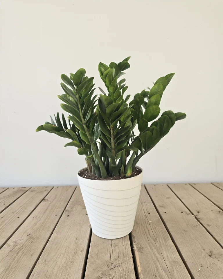 ZZ Plant Care: A Complete Indoor Growing Guide