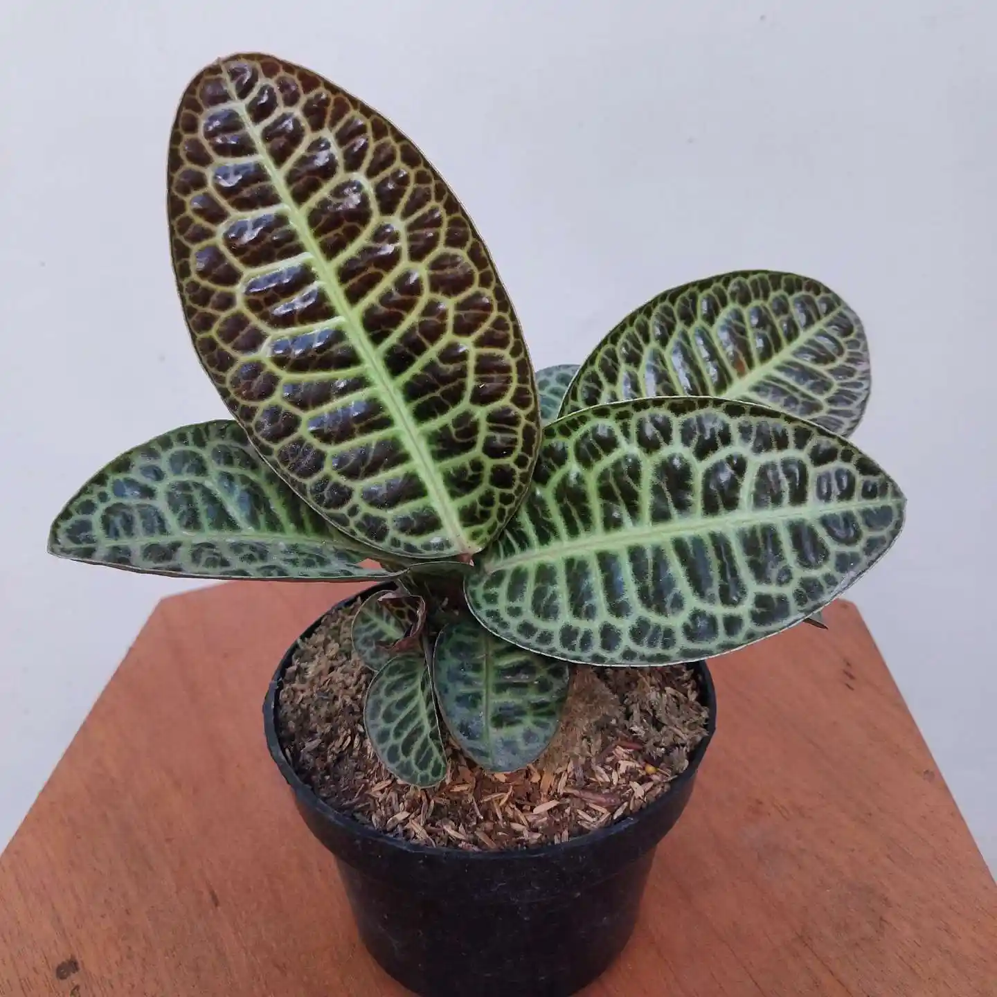 Labisia Pumila Turtle Back