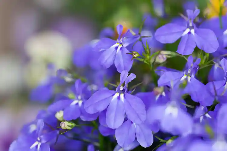 How to Grow Lobelia: A Complete Planting and Care Guide