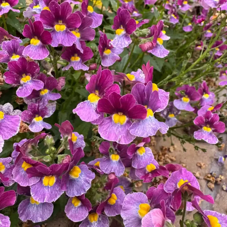 How to Grow Nemesia: A Complete Planting and Care Guide