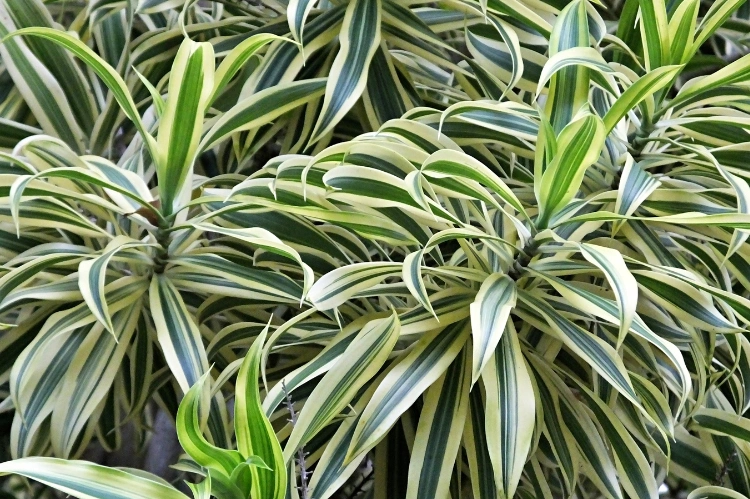 25 Dracaena Varieties Worth Growing Indoors