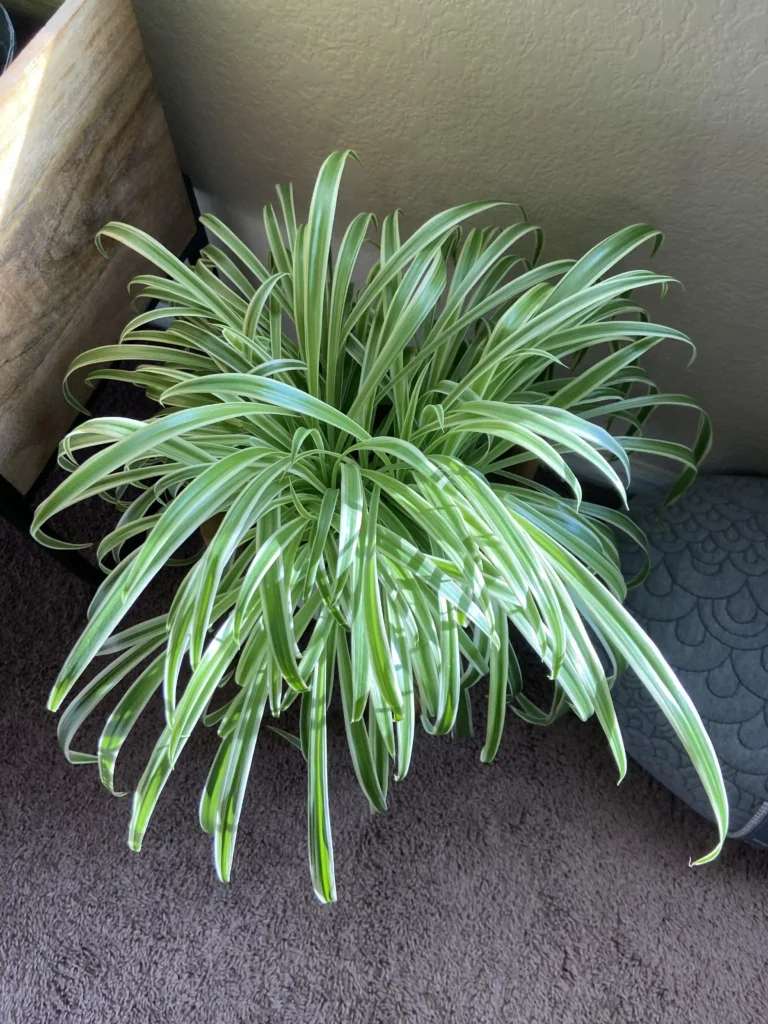 Spider Plant Care: How to Keep It Healthy Indoors