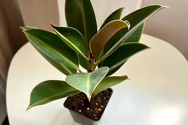 How to Plant and Care for Rubber Plant