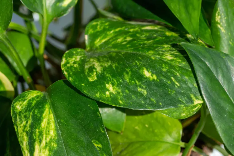 How to Plant and Care for Pothos