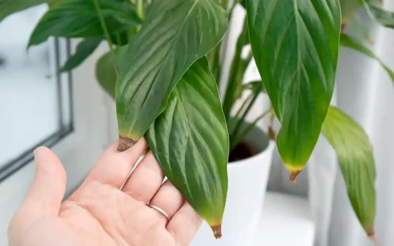 11 Causes of Brown Tips on Houseplants and How to Fix Them