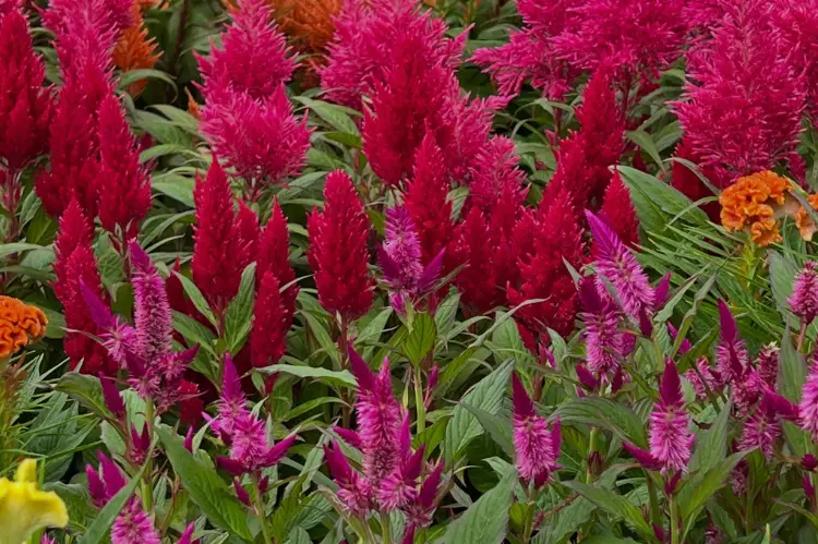 21 Annual Flowers for Full Sun
