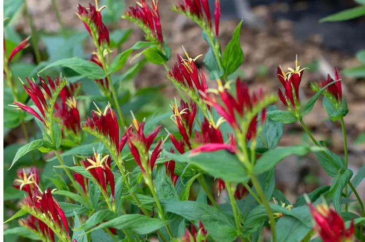 19 Perennials That Attract Hummingbirds
