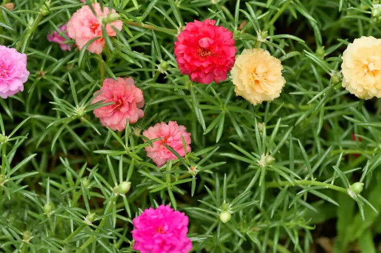 Moss Rose