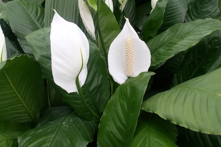 How to Plant and Care for Peace Lily