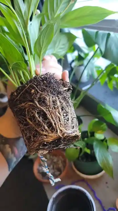 9 Signs of Root Rot in Houseplants and How to Save Your Plant