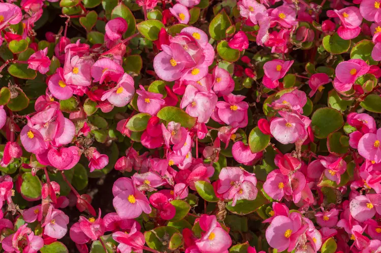 21 Low Maintenance Annual Flowers