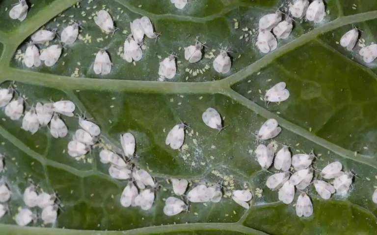 7 Common Houseplant Pests and How to Get Rid of Them