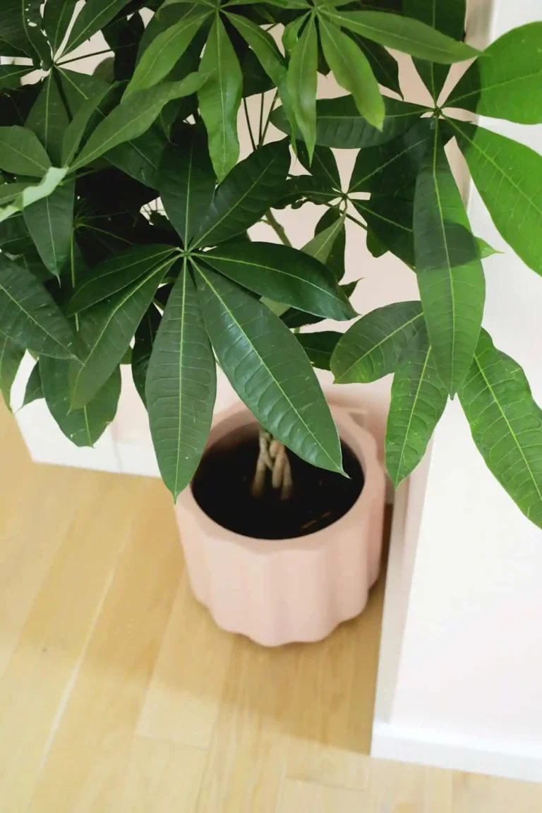 how-to-grow-and-care-for-money-trees