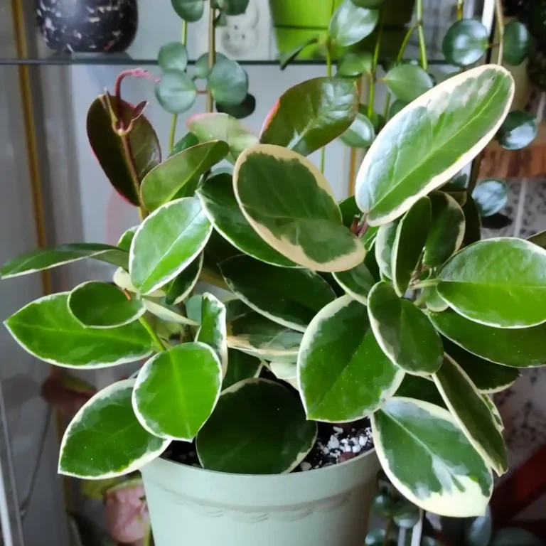 30 Types of Hoya You Can Grow at Home
