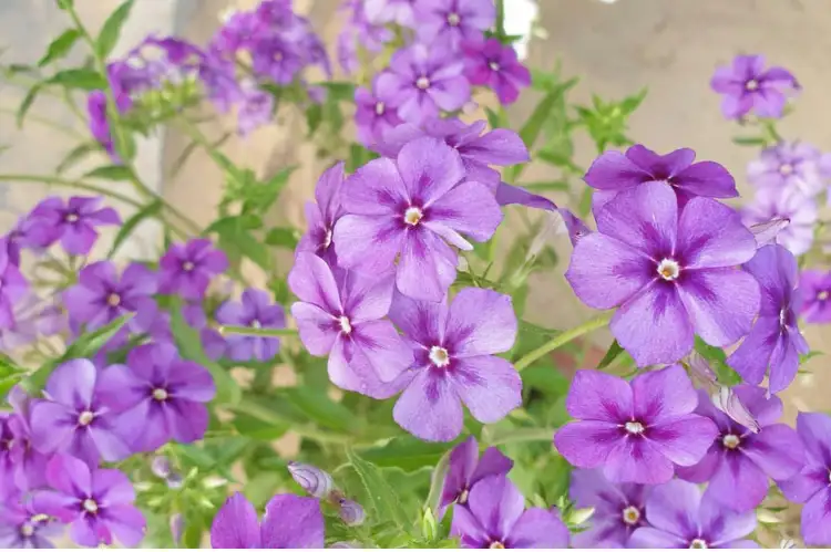 How to Grow Phlox A Beginner’s Planting & Care Guide
